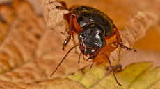 Behaarter Erdbeersamenlaufkäfer (5).jpg